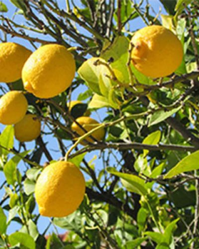 Limones_Prays citri